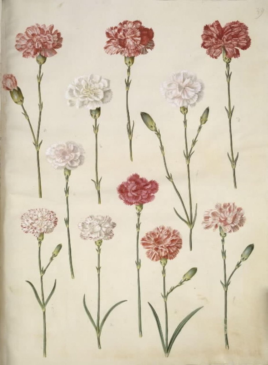 Dianthus caryophyllus (puutarhan neilikka) tekijältä Hans Simon Holtzbecker