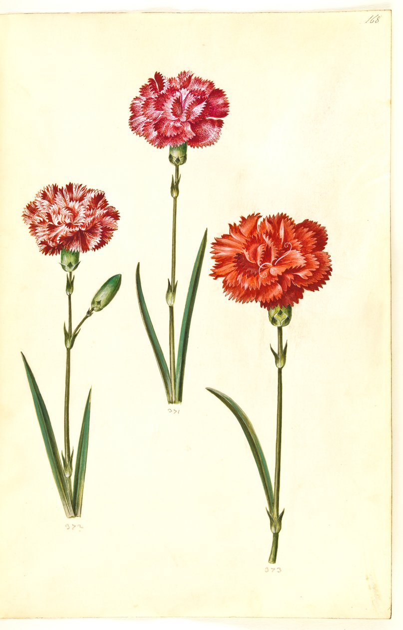 Dianthus caryophyllus (puutarhan neilikka) tekijältä Hans Simon Holtzbecker