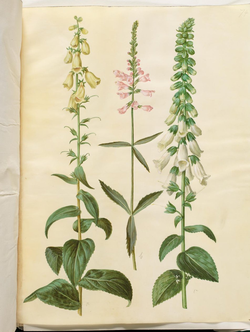 Digitalis grandiflora (isokukkainen kettukäsine); Physostegia virginiana (Physostegia virginiana); Digitalis purpurea (tavallinen kettukäsine) tekijältä Hans Simon Holtzbecker