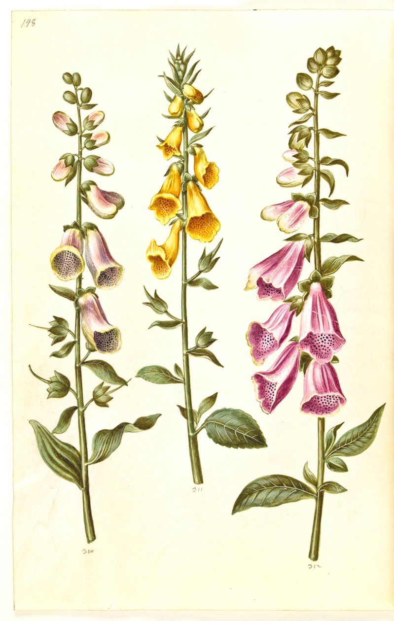 Digitalis purpurea (tavallinen digitalis); Digitalis grandiflora (isokukkainen kettukäsine) tekijältä Hans Simon Holtzbecker