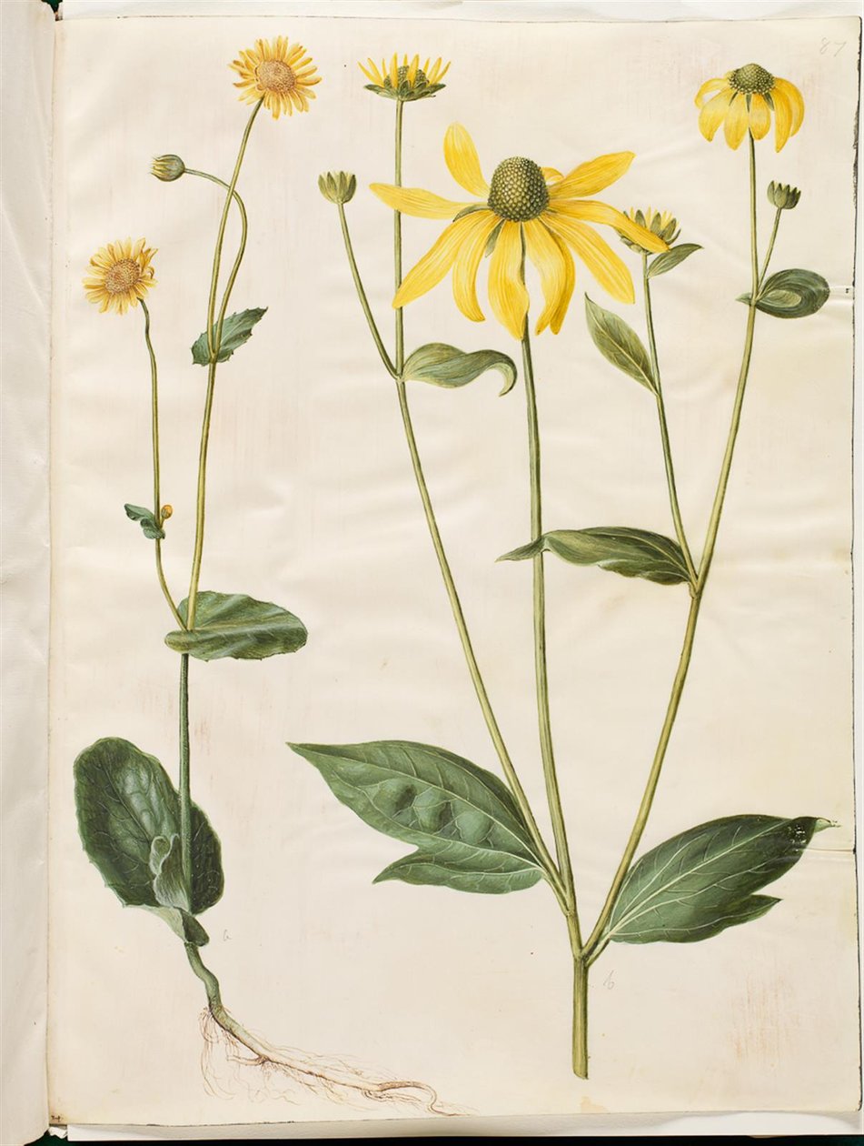 Doronicum pardalianches (hjertebladet gemserod); Rudbeckia laciniata (flipet solhat) tekijältä Hans Simon Holtzbecker