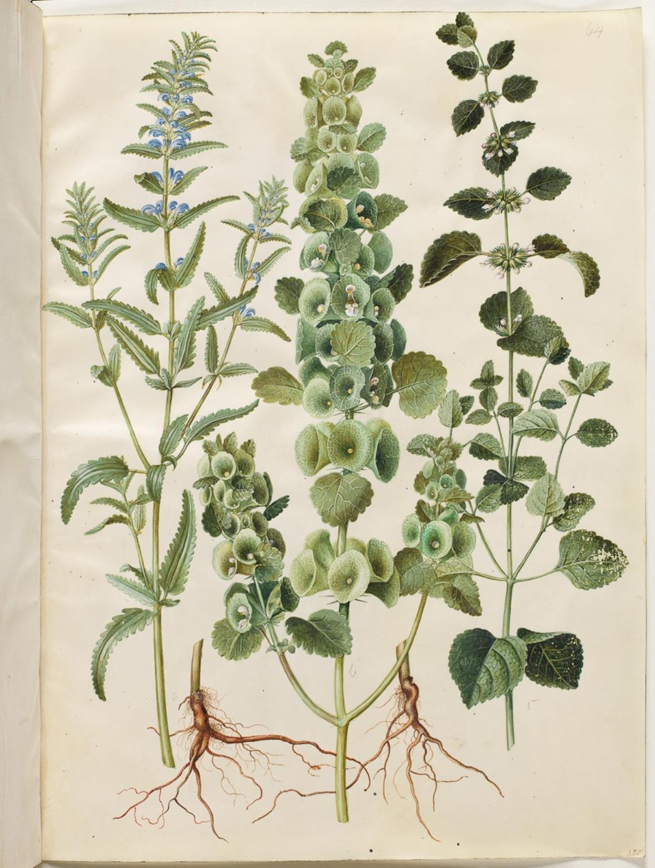 Dracocephalum moldavica (Moldavian lohikäärmeen pää); Moluccella spinosa (tornisuppilo kuppi); Melissa officinalis (sitruunamelissa) tekijältä Hans Simon Holtzbecker