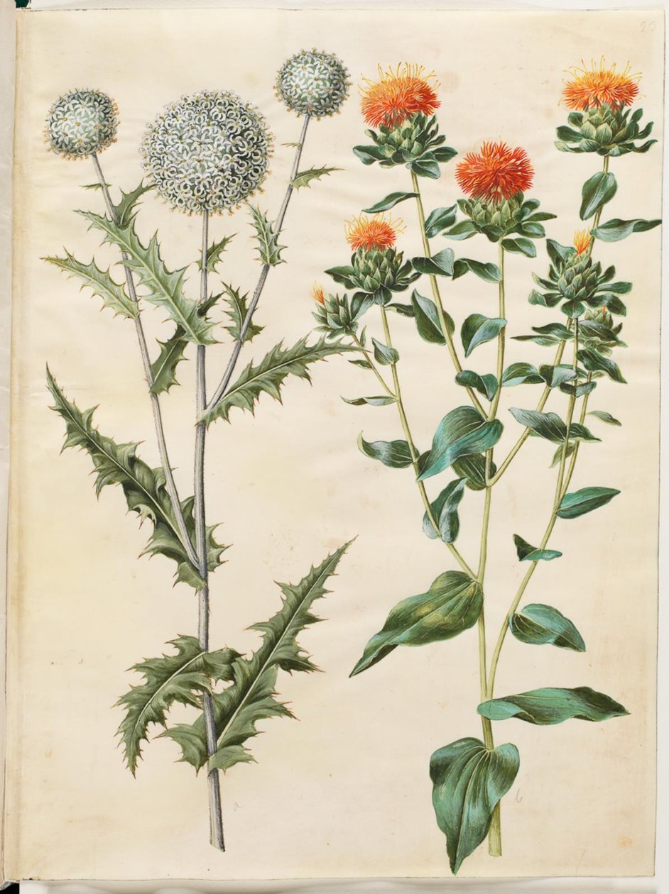 Echinops sphaerocephalus (almindelig tidselkugle); Saflorin värjäys (gul saflortidsel) tekijältä Hans Simon Holtzbecker