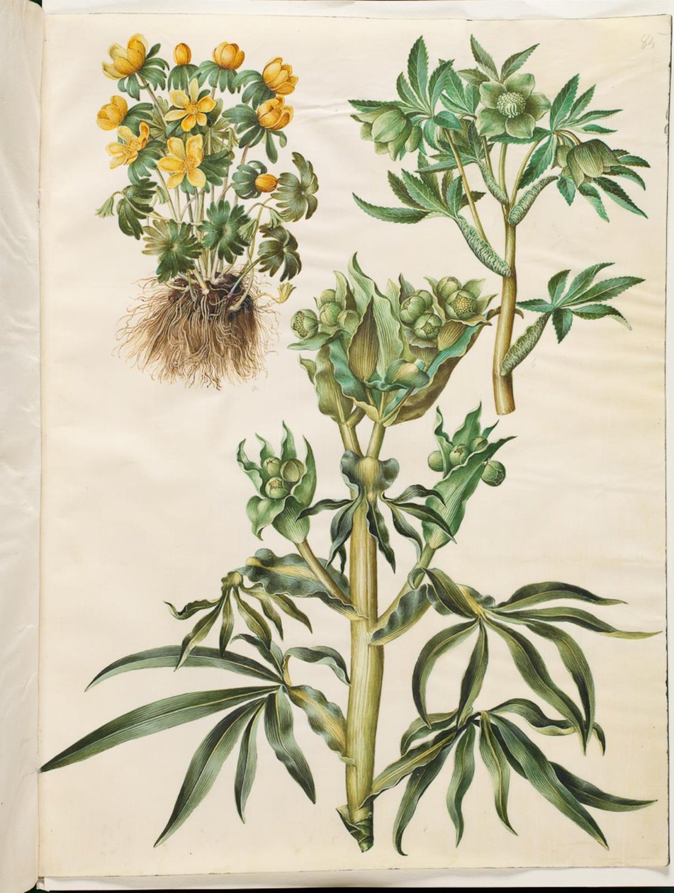 Eranthis talvi (on ollut); Vihreä Helleborus (grøn nyserod); Helleborus fetidus (haiseva nyserod) tekijältä Hans Simon Holtzbecker