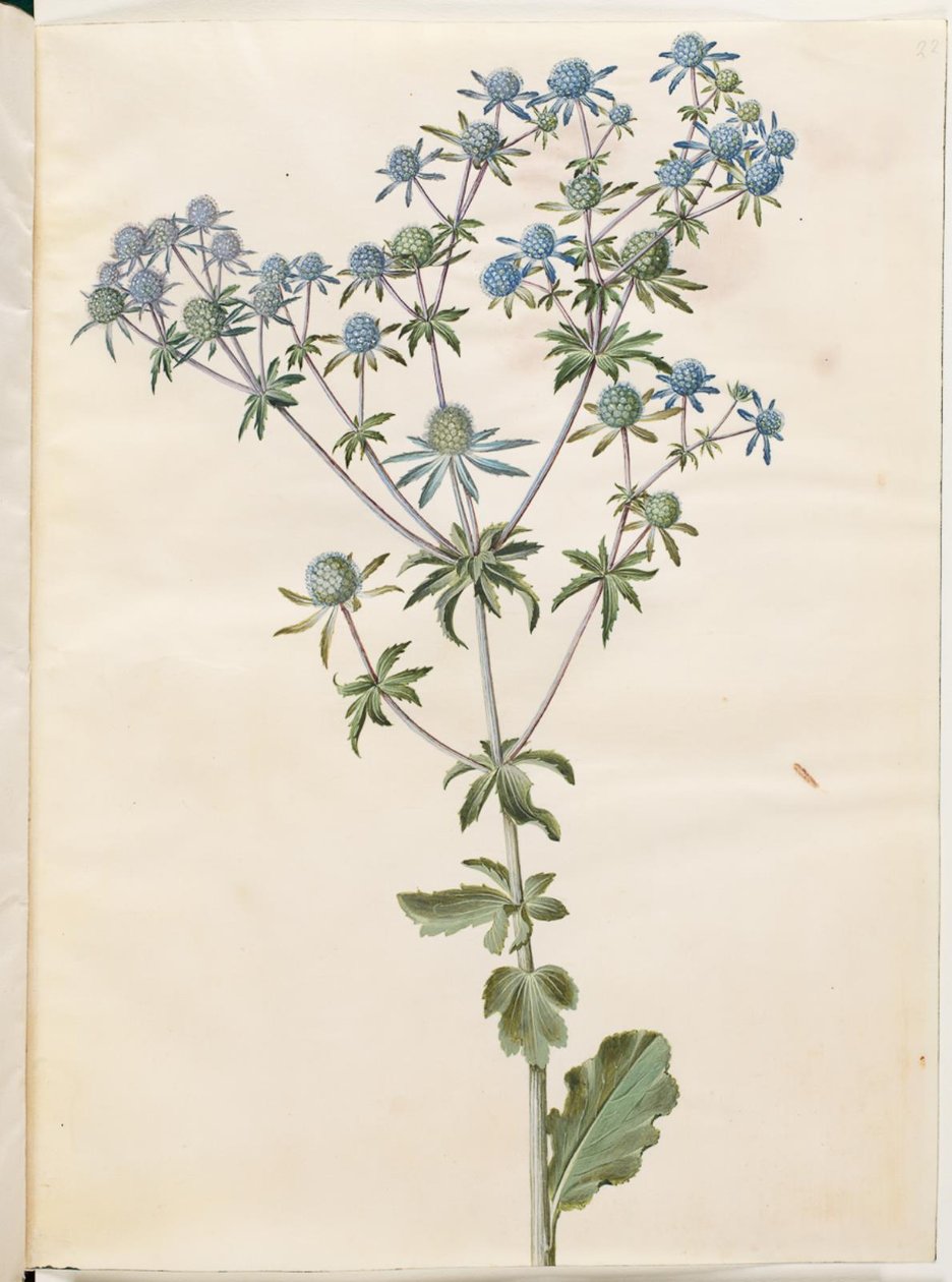 Litteä eryngium (have-mandstro) tekijältä Hans Simon Holtzbecker