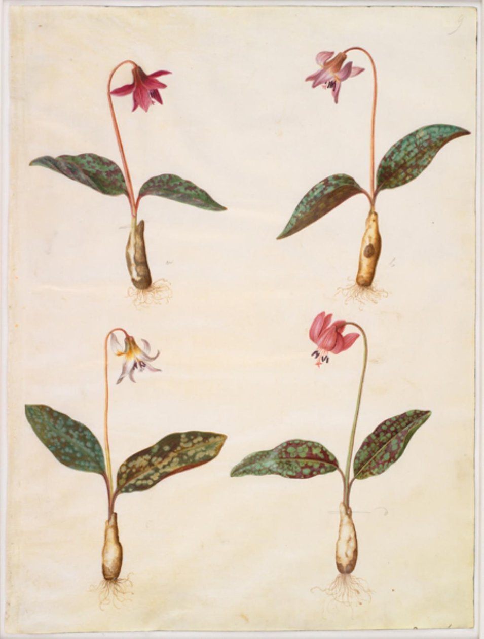 Erythronium dens-canis (aito koiran hammas) tekijältä Hans Simon Holtzbecker