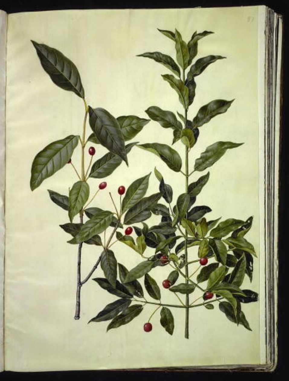 Euonymus latifolius (leveälehtinen luupuu); Euonymus europaeus (tavallinen luupuu) tekijältä Hans Simon Holtzbecker