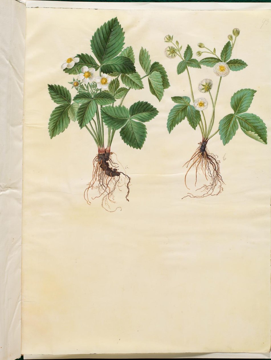 Fragaria vesca (metsämansikka) tekijältä Hans Simon Holtzbecker