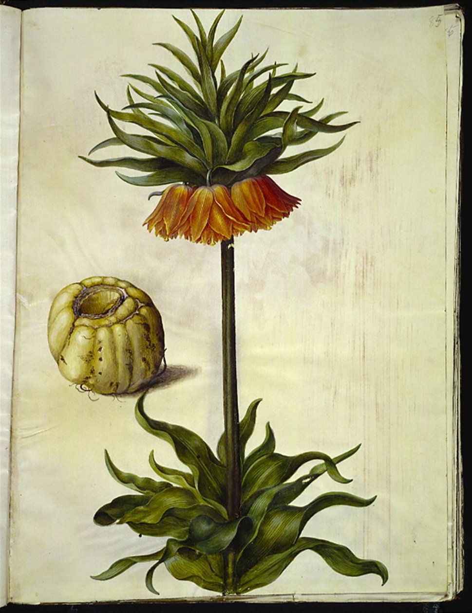 Fritillaria imperialis (kruunukeisari) tekijältä Hans Simon Holtzbecker