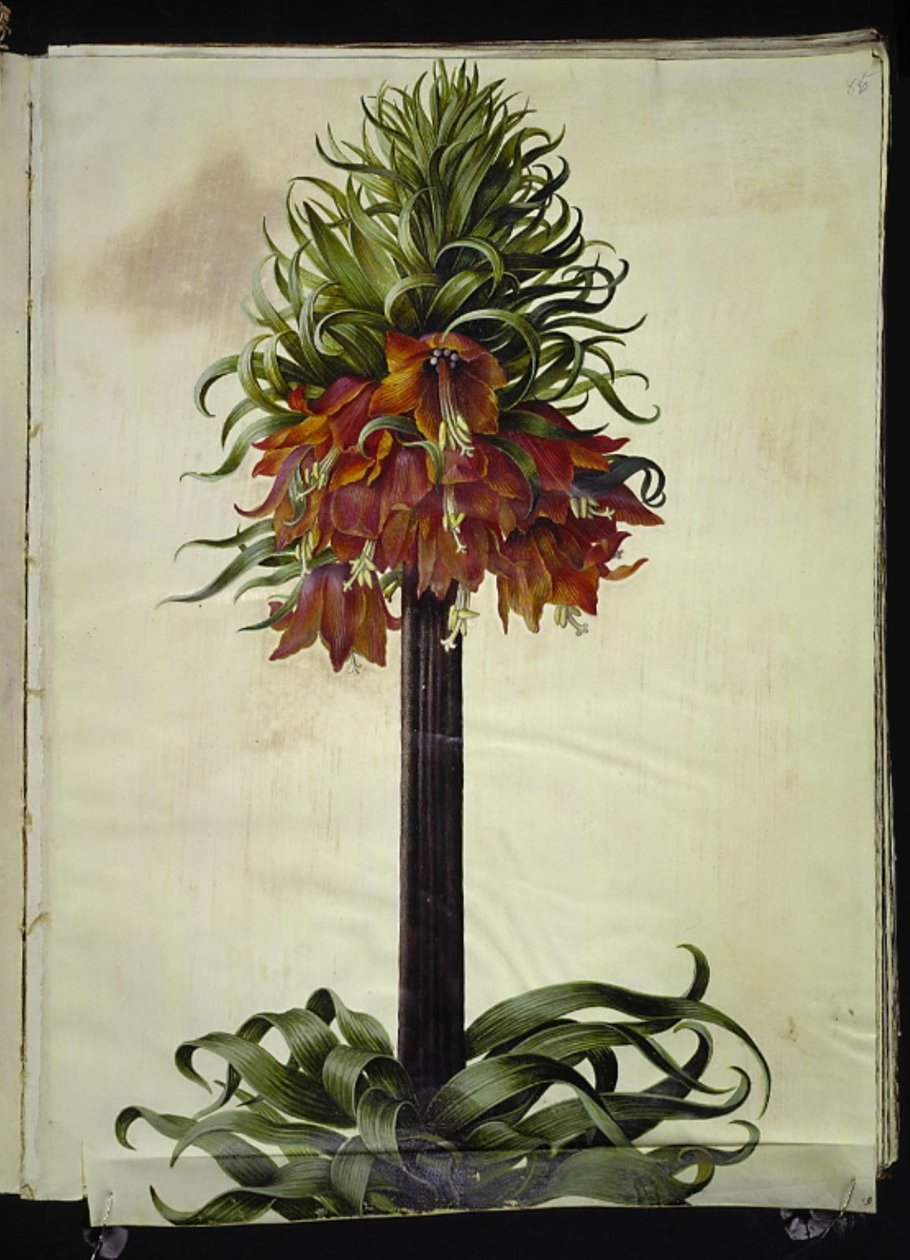 Fritillaria imperialis (kruunukeisari) tekijältä Hans Simon Holtzbecker
