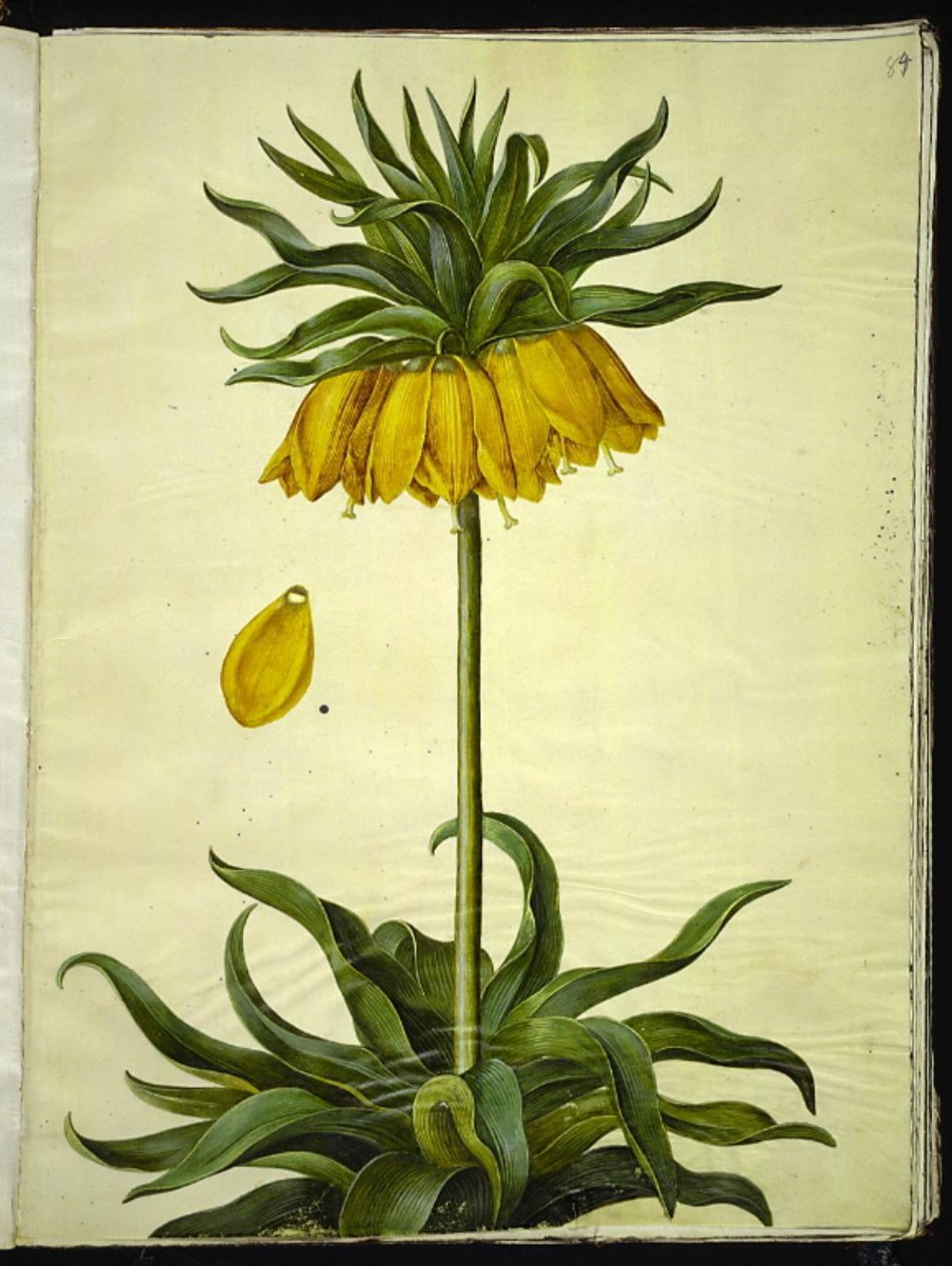 Fritillaria imperialis (kruunukeisari) tekijältä Hans Simon Holtzbecker