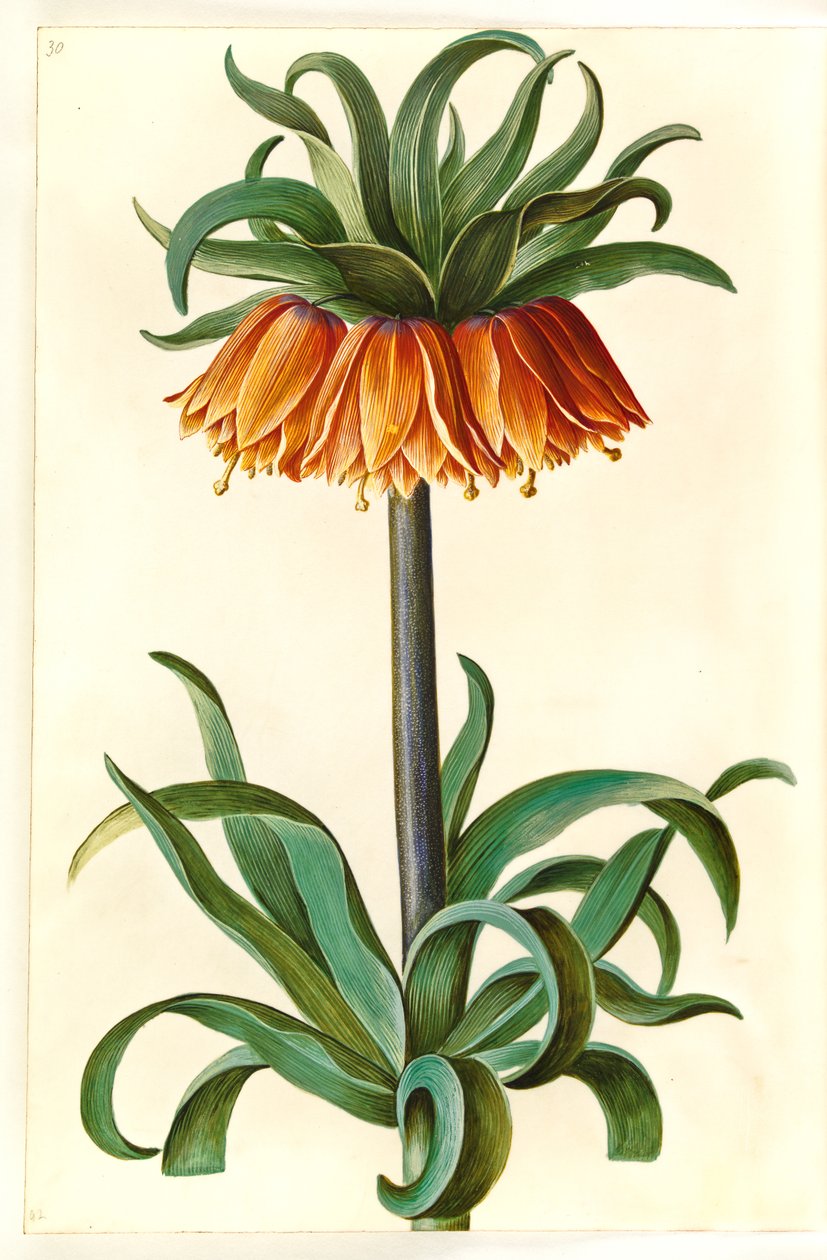 Fritillaria imperialis (kruunukeisari) tekijältä Hans Simon Holtzbecker