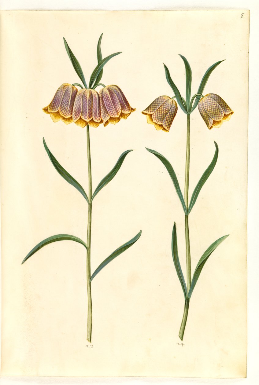 Fritillaria meleagris (tavallinen kyykynmuna) tekijältä Hans Simon Holtzbecker