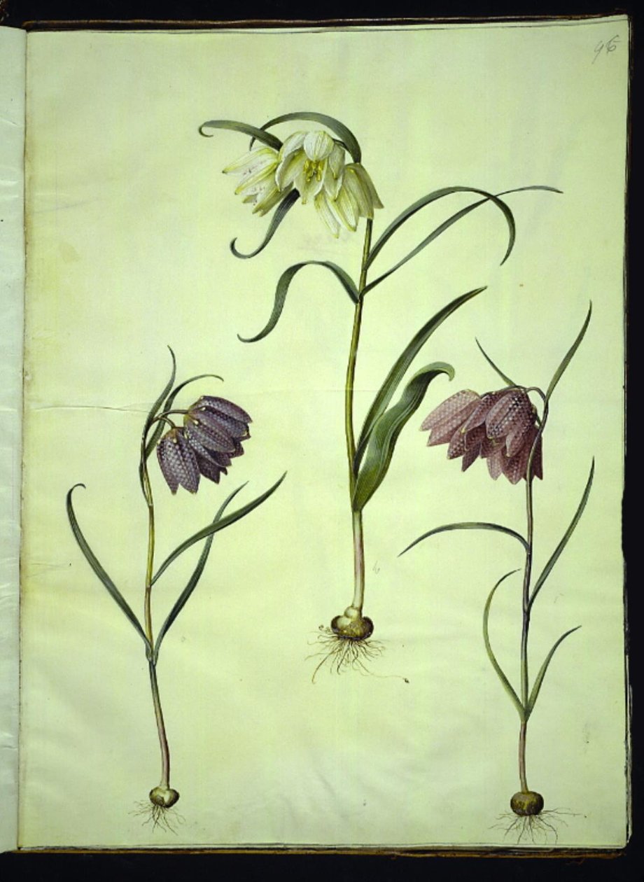 Fritillaria meleagris (tavallinen kyykynmuna) tekijältä Hans Simon Holtzbecker