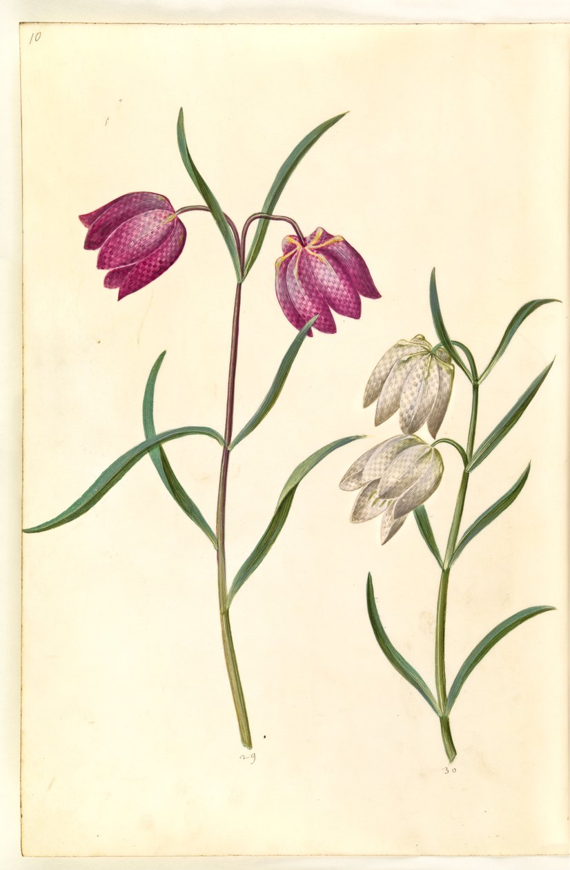 Fritillaria meleagris (tavallinen kyykynmuna) tekijältä Hans Simon Holtzbecker
