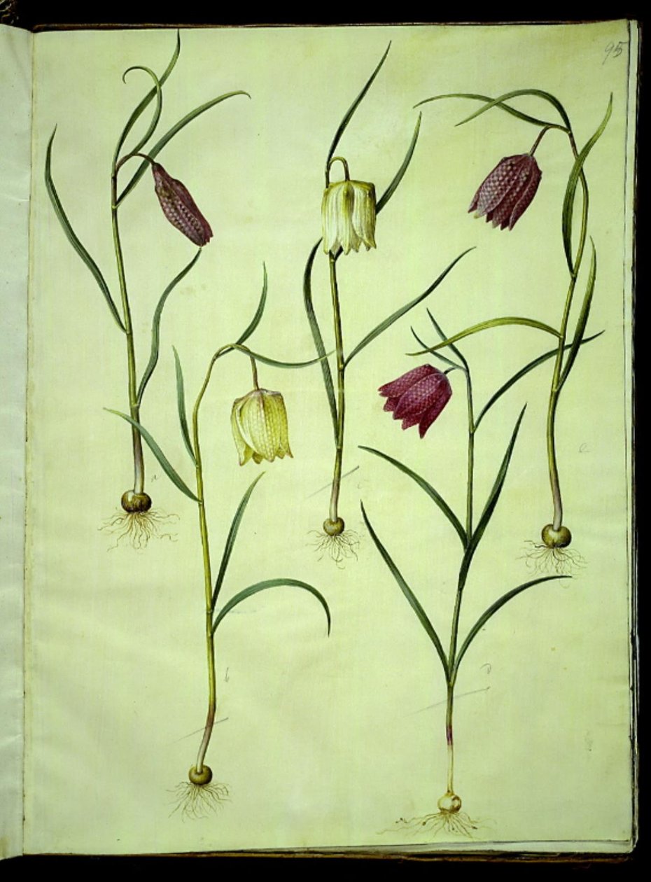 Fritillaria meleagris (tavallinen kyykynmuna) tekijältä Hans Simon Holtzbecker