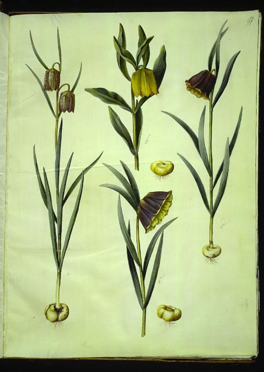 Fritillaria meleagris (tavallinen kyykäärme); Fritillaria aurea tai Fritillaria tubiformis & moggridgei (vibe munat); Fritillaria montana tekijältä Hans Simon Holtzbecker