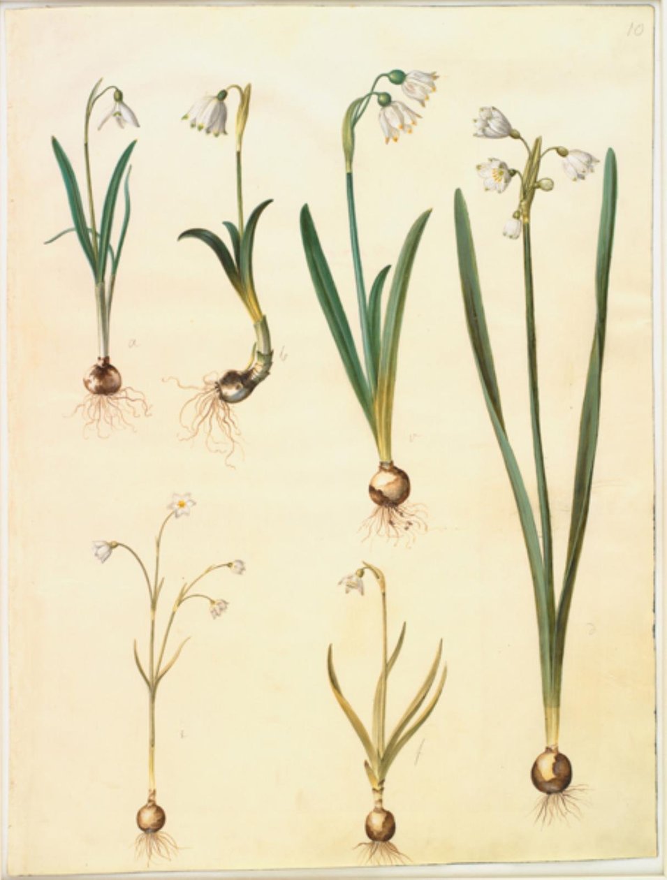 Galanthus nivalis (tavallinen lumikello); Leucojum vernum (Dorotea lilja); Leucojum aestivum (kesäluumu); Leucojum autumnale (syksyn valkoinen luumu) tekijältä Hans Simon Holtzbecker