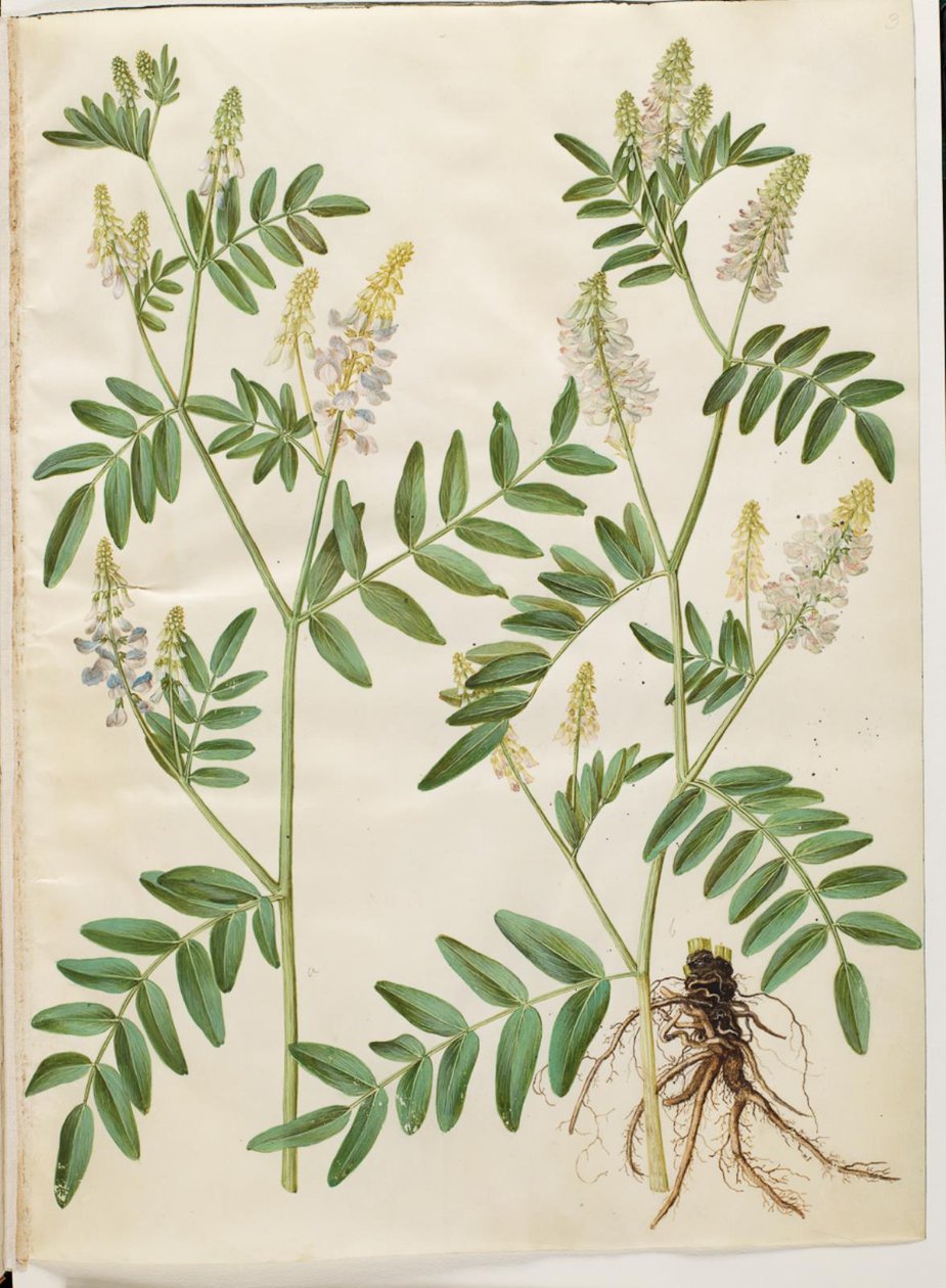 Galega officinalis (lääkäripalkko) tekijältä Hans Simon Holtzbecker