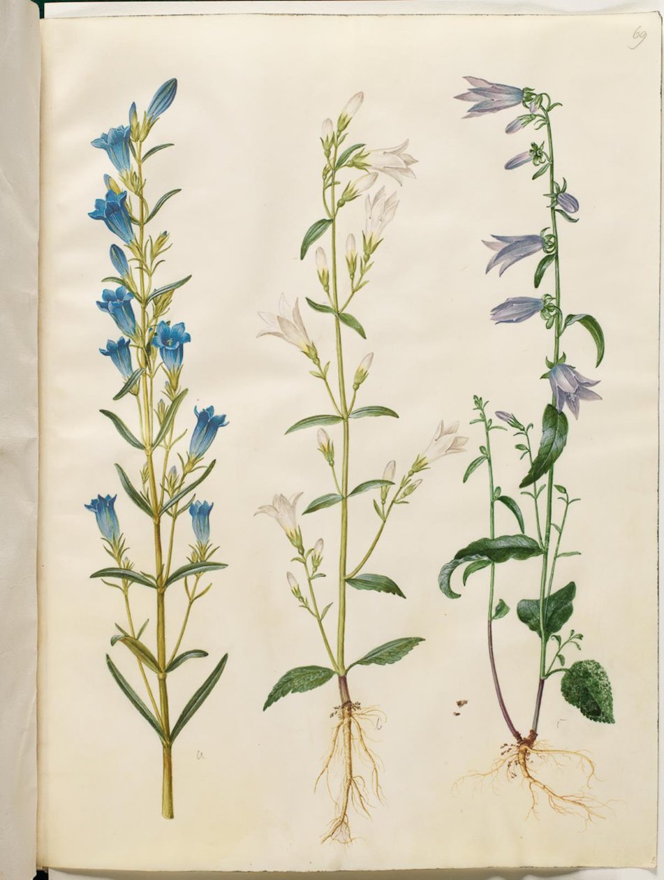 Gentiana pneumonanthe (kello-gentian); Campanula patula (niittykello); Campanula rapunculoides (yksipuolinen kello) tekijältä Hans Simon Holtzbecker