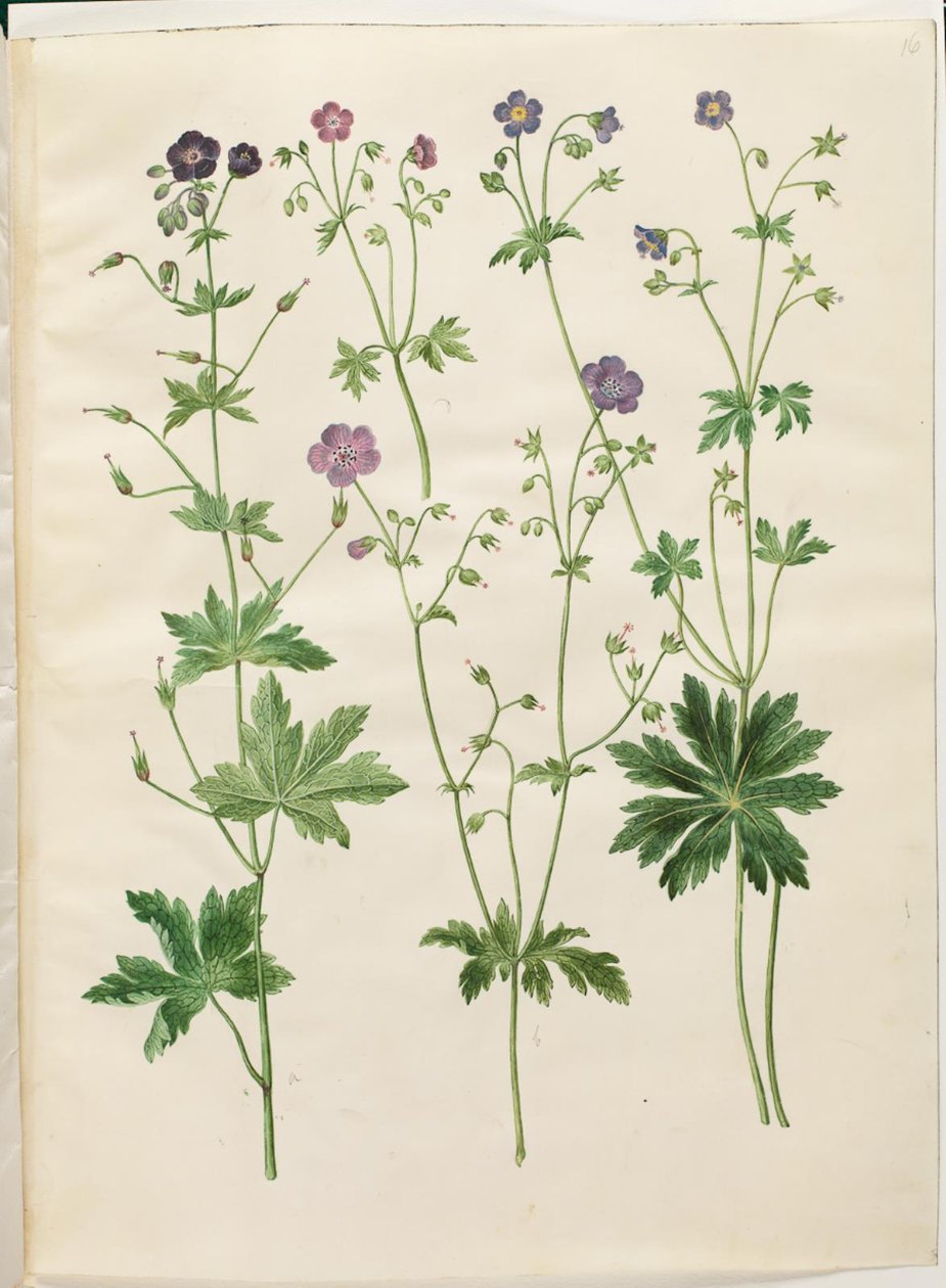Geranium phaeum (aaltokruunu haikaran nokka); Geranium sylvaticum (haikaran nokka) tekijältä Hans Simon Holtzbecker