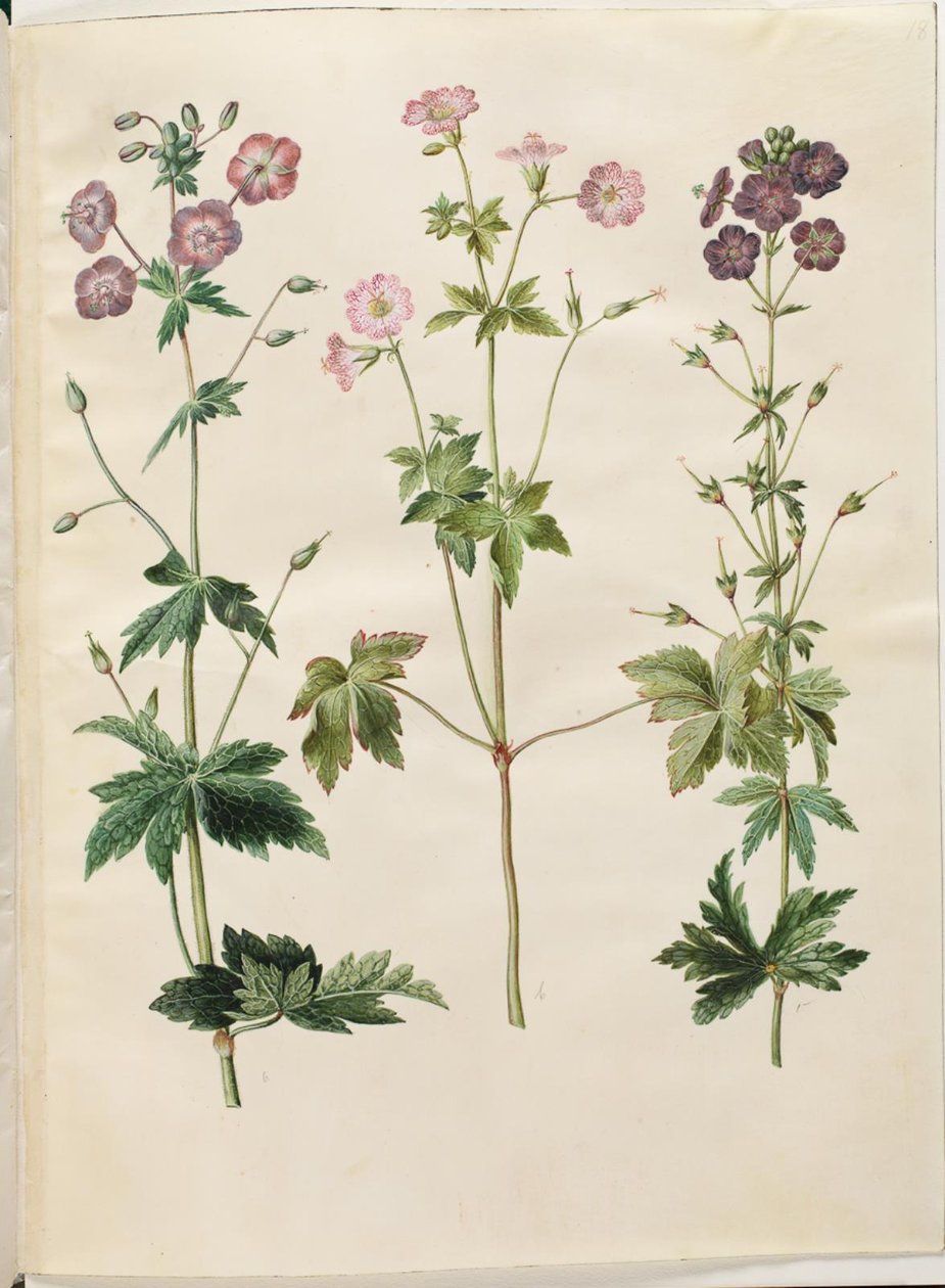 Geranium phaeum (aaltokruunu haikaran nokka); Geranium versicolor (verkko haikaran nokka) tekijältä Hans Simon Holtzbecker