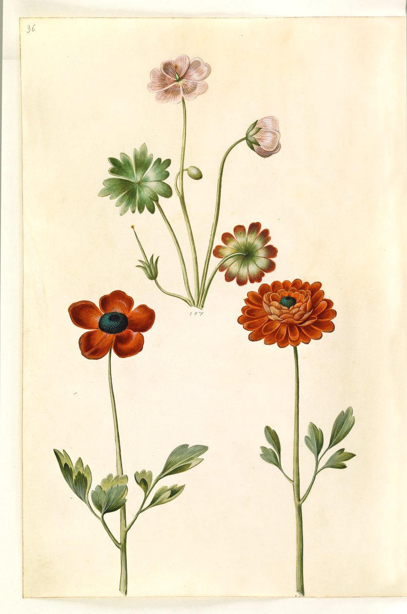 Geranium sanguineum striatum (stribet storkenæb); Ranunculus asiaticus (have-ranunkel) finlandès tekijältä Hans Simon Holtzbecker