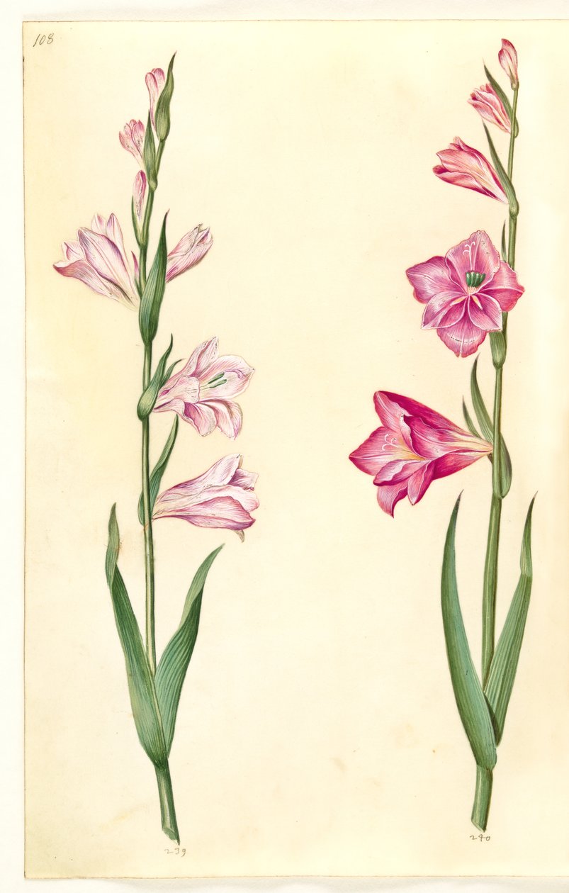Gladiolus communis (tavallinen gladiolus) tekijältä Hans Simon Holtzbecker