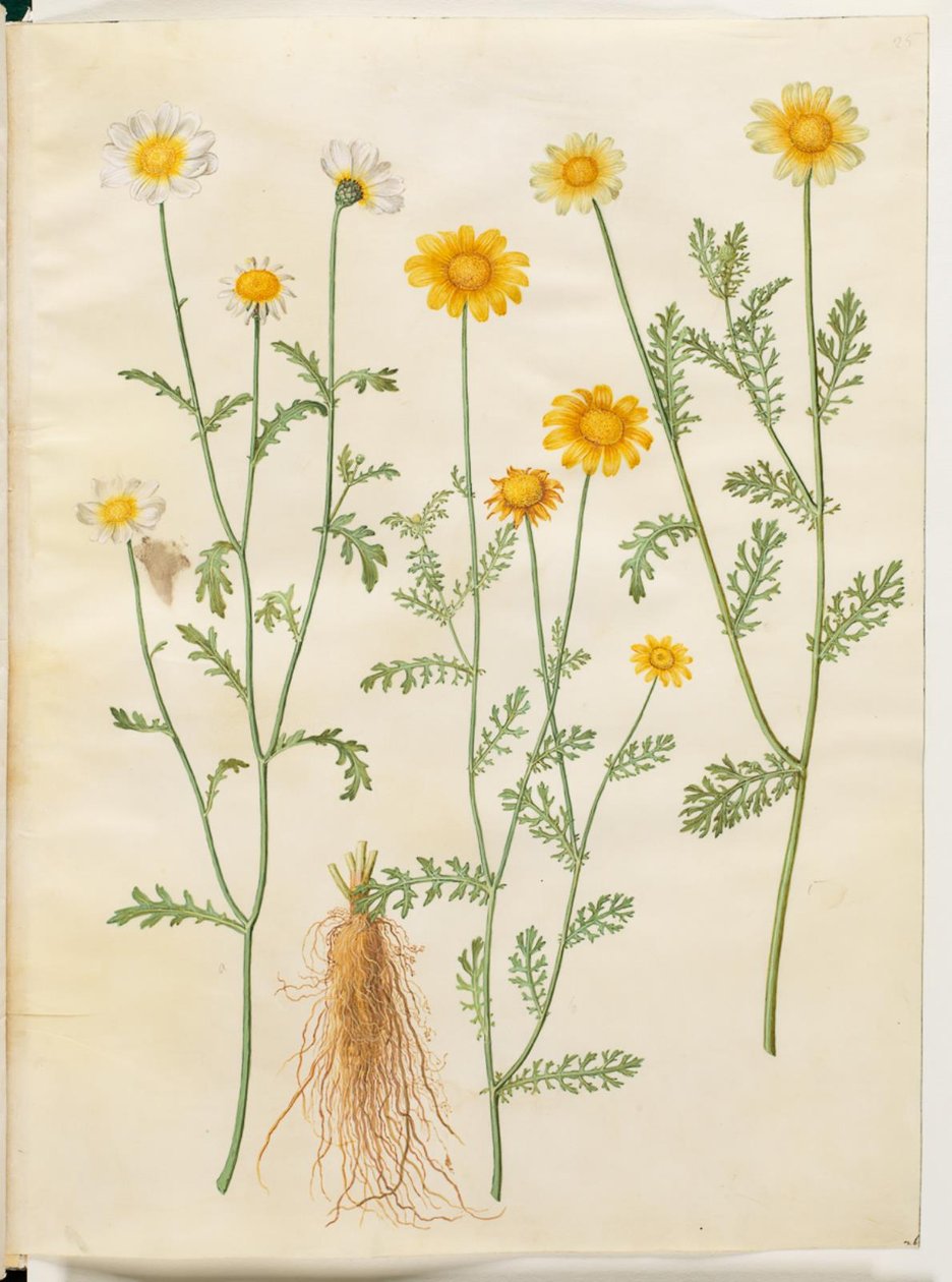 Glebionis coronaria (kruununsilmä) tekijältä Hans Simon Holtzbecker
