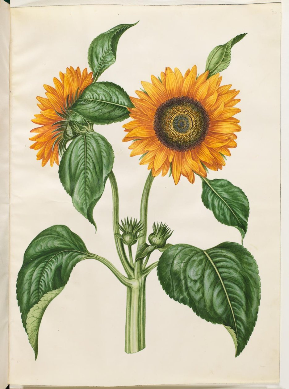Helianthus annuus (tavallinen auringonkukka) tekijältä Hans Simon Holtzbecker