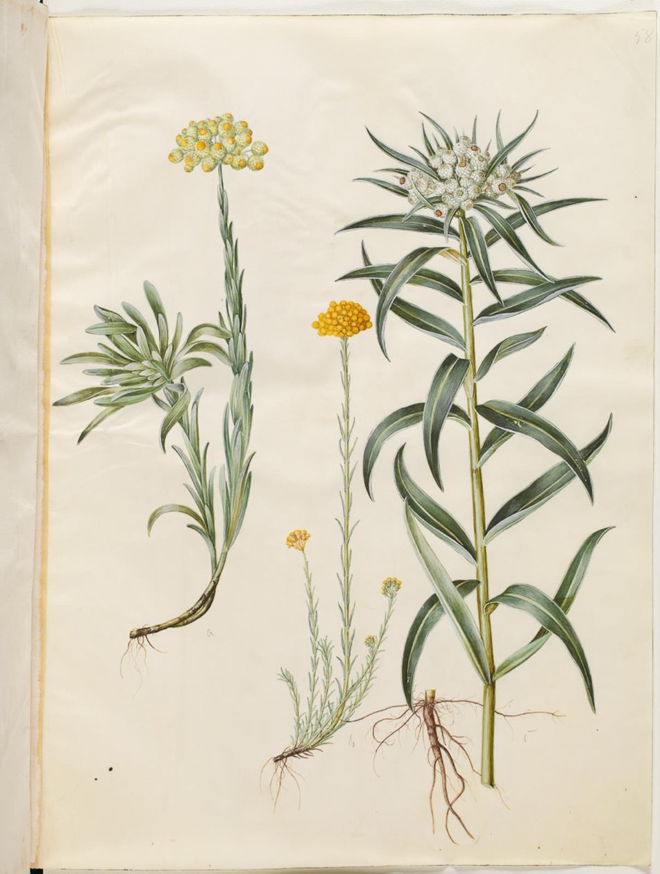 Helichrysum orientale (ikuinen pensas); Helichrysum Stoechas (haiseva ikuinen kukka); Anaphalis margaritacea (yleinen helmikori) tekijältä Hans Simon Holtzbecker