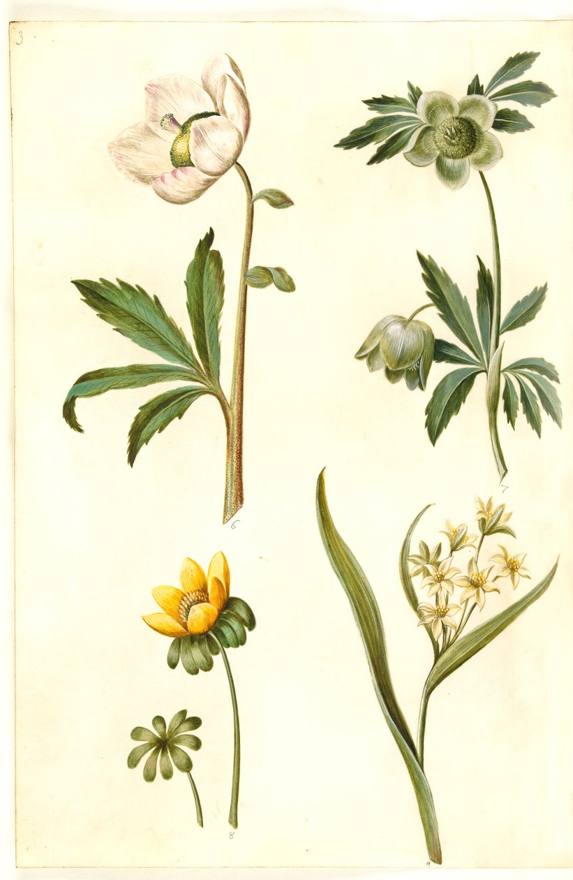 Helleborus niger (yleinen jouluruusu); Eranthis hyemalis (puutarha-erantis); Gagea lutea (tavallinen kultainen tähti) tekijältä Hans Simon Holtzbecker