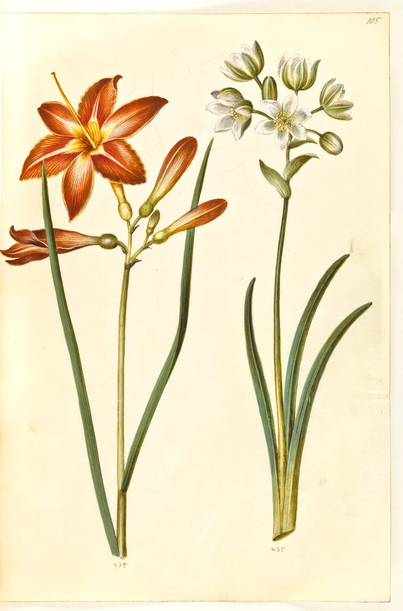 Hemerocallis fulva (brun daglije); Ornithogalum arabicum (mælkestjerne) tekijältä Hans Simon Holtzbecker