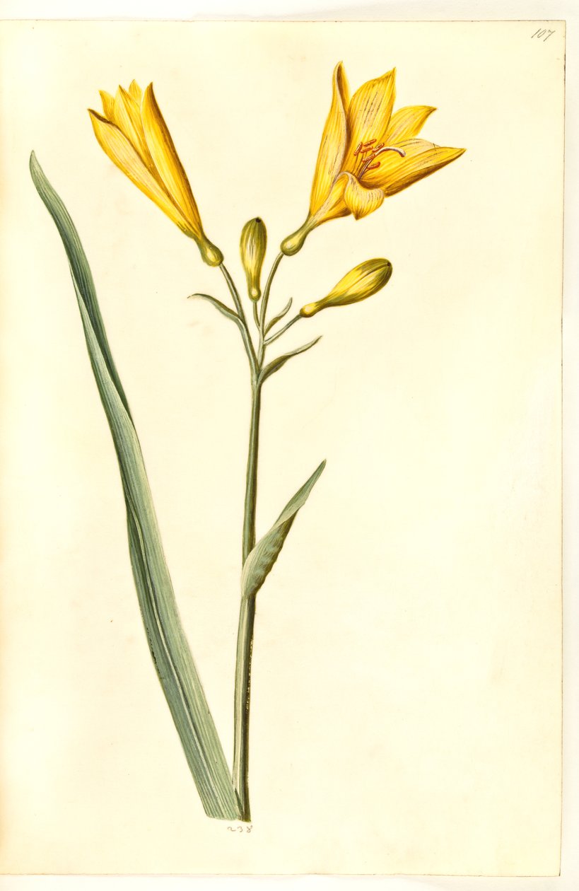 Hemerocallis lilioasphodelus (gul daglilje) tekijältä Hans Simon Holtzbecker