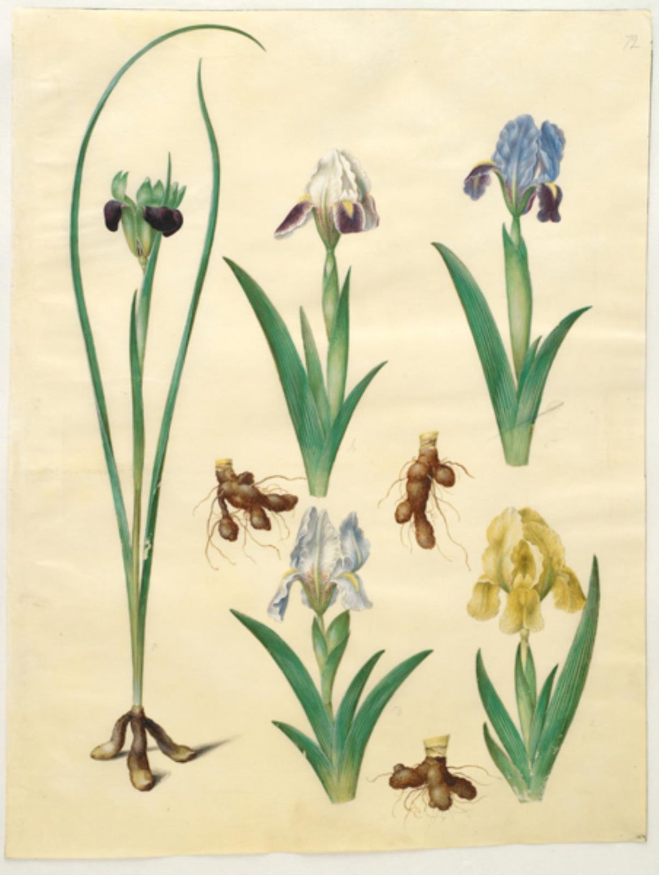 Hermodactylus tuberosus (hermes-sormi); Iris pumila (matala iiris) tai Iris lutescens (kääpiöiiris) tekijältä Hans Simon Holtzbecker