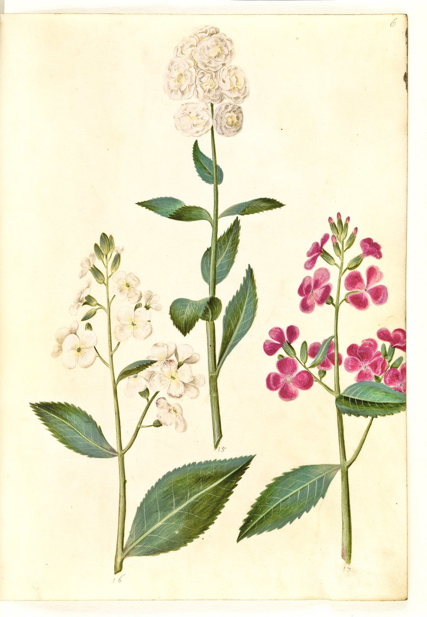 Hesperis matronalis (yleinen iltatähti) tekijältä Hans Simon Holtzbecker