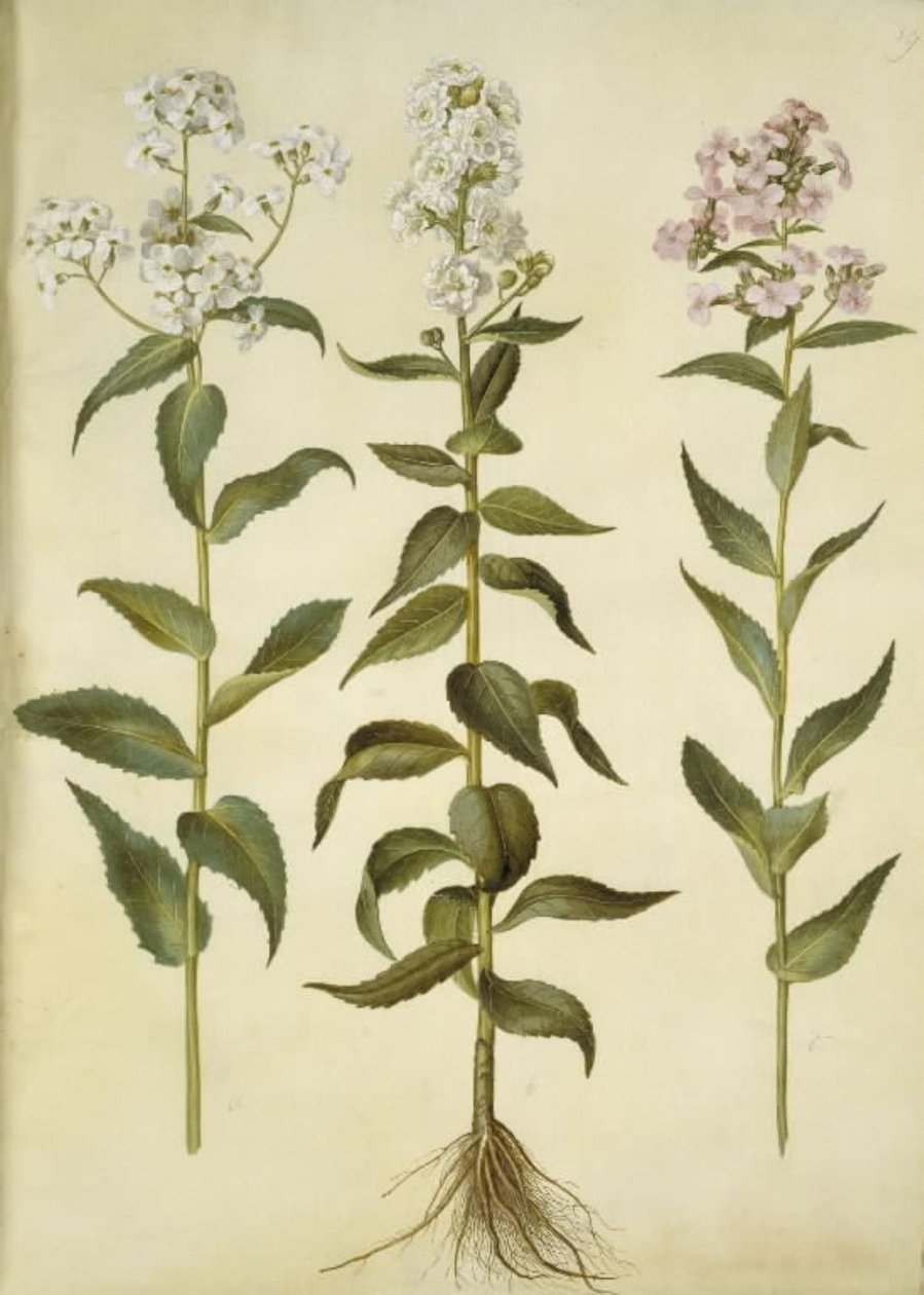 Hesperis matronalis (yleinen iltatähti) tekijältä Hans Simon Holtzbecker