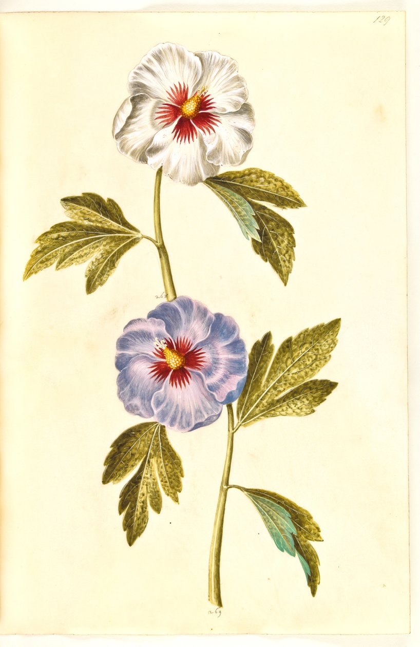 Hibiscus syriacus (Syyrian ruusu) tekijältä Hans Simon Holtzbecker