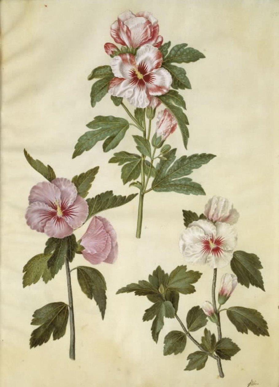 Hibiscus syriacus (Syyrian ruusu) tekijältä Hans Simon Holtzbecker