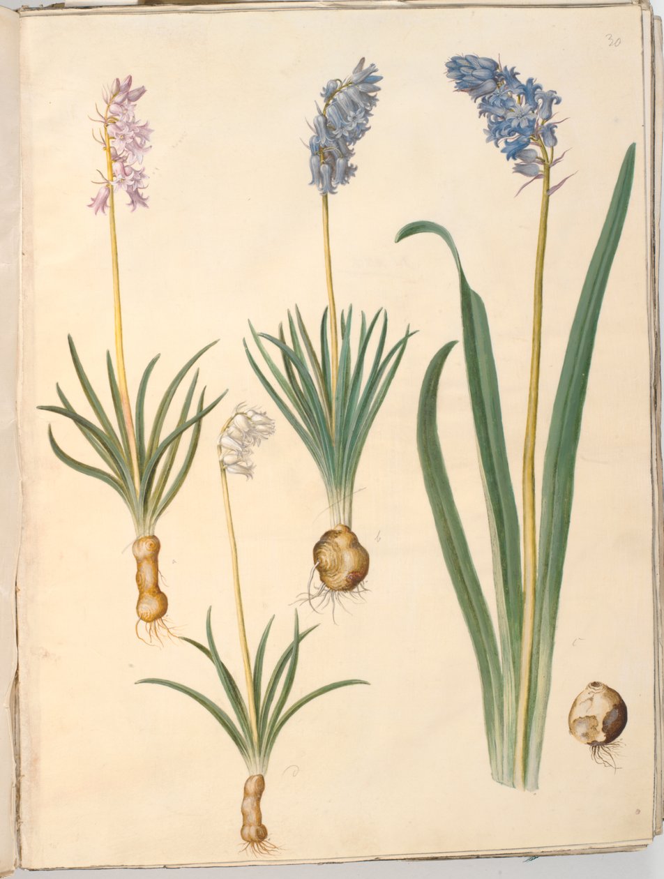 Hyacinthoides non-scripta (tavallinen kellokukka); Hyacinthoides hispanica (espanjalainen kellokukka) tekijältä Hans Simon Holtzbecker