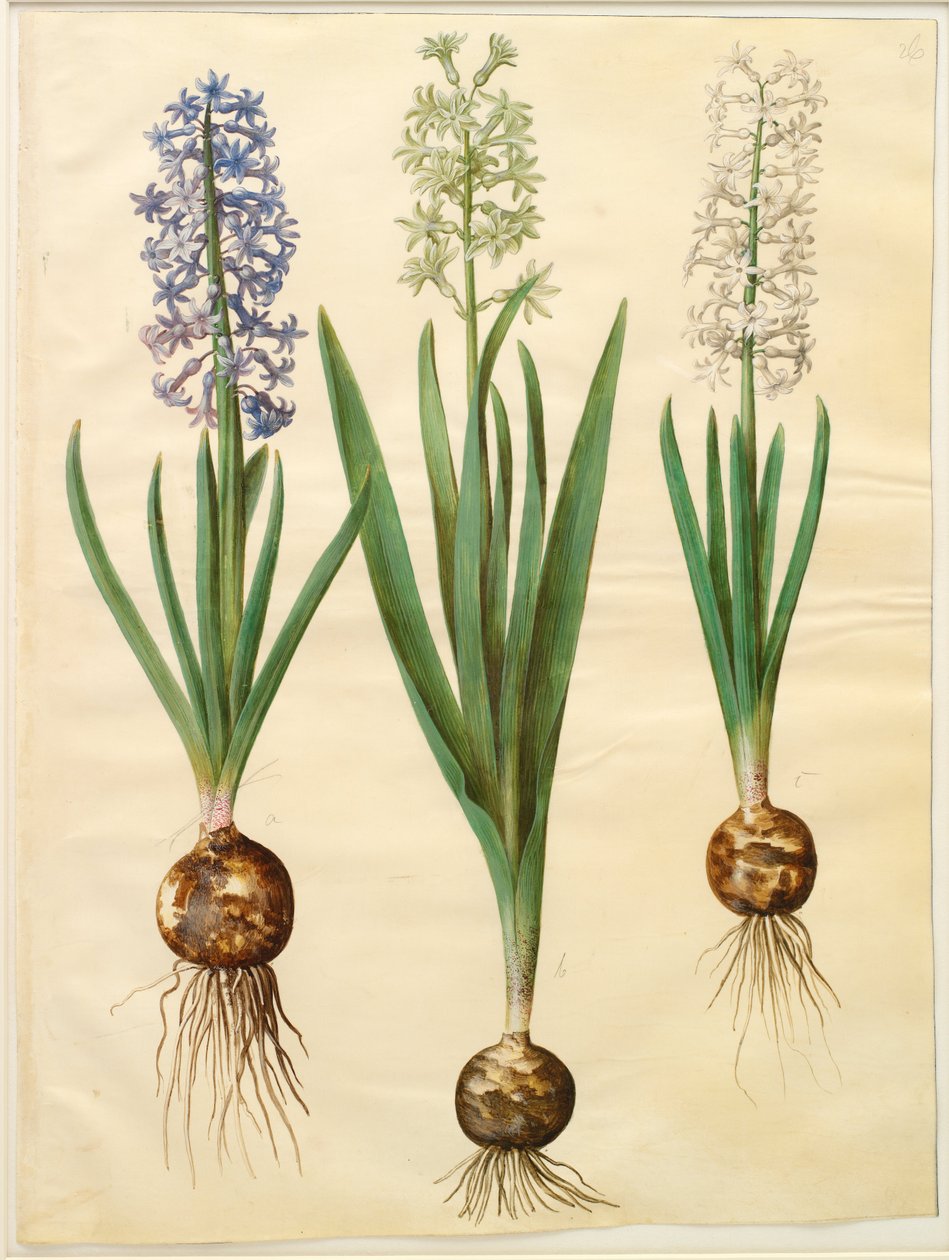 Hyacinthoides orientalis simp et pl tekijältä Hans Simon Holtzbecker