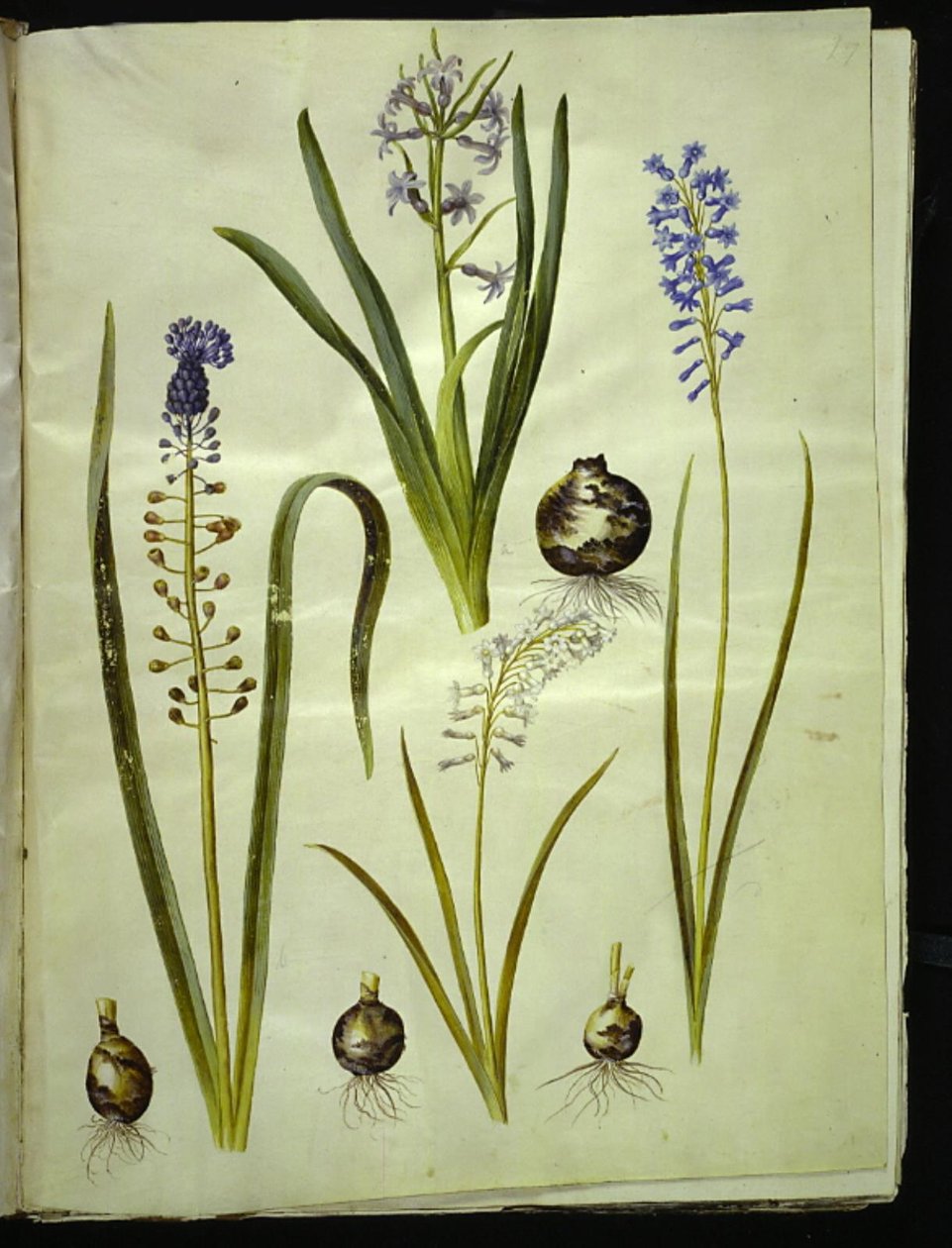itämainen hyasintti (almindelig hyasint); Muscari comosum (duskhyasint); Brimeura amethystina (pyreneiskin sininen) tekijältä Hans Simon Holtzbecker