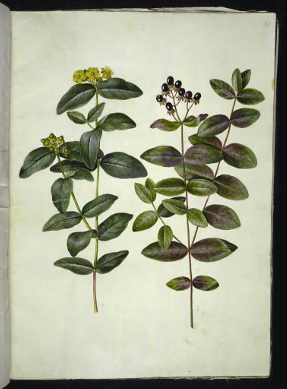 Hypericum androsaemum (marjamäkikuisma) tekijältä Hans Simon Holtzbecker