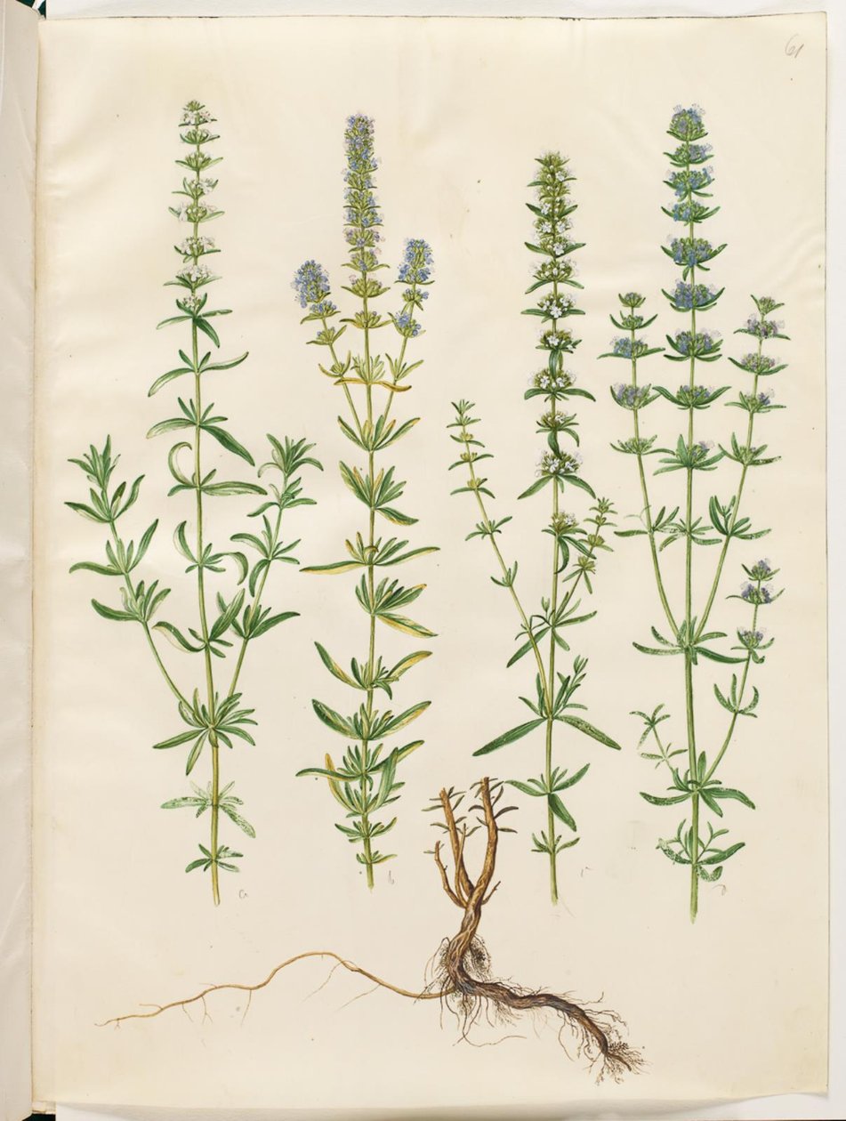 Hyssopus officinalis (aito iisoppi) tekijältä Hans Simon Holtzbecker