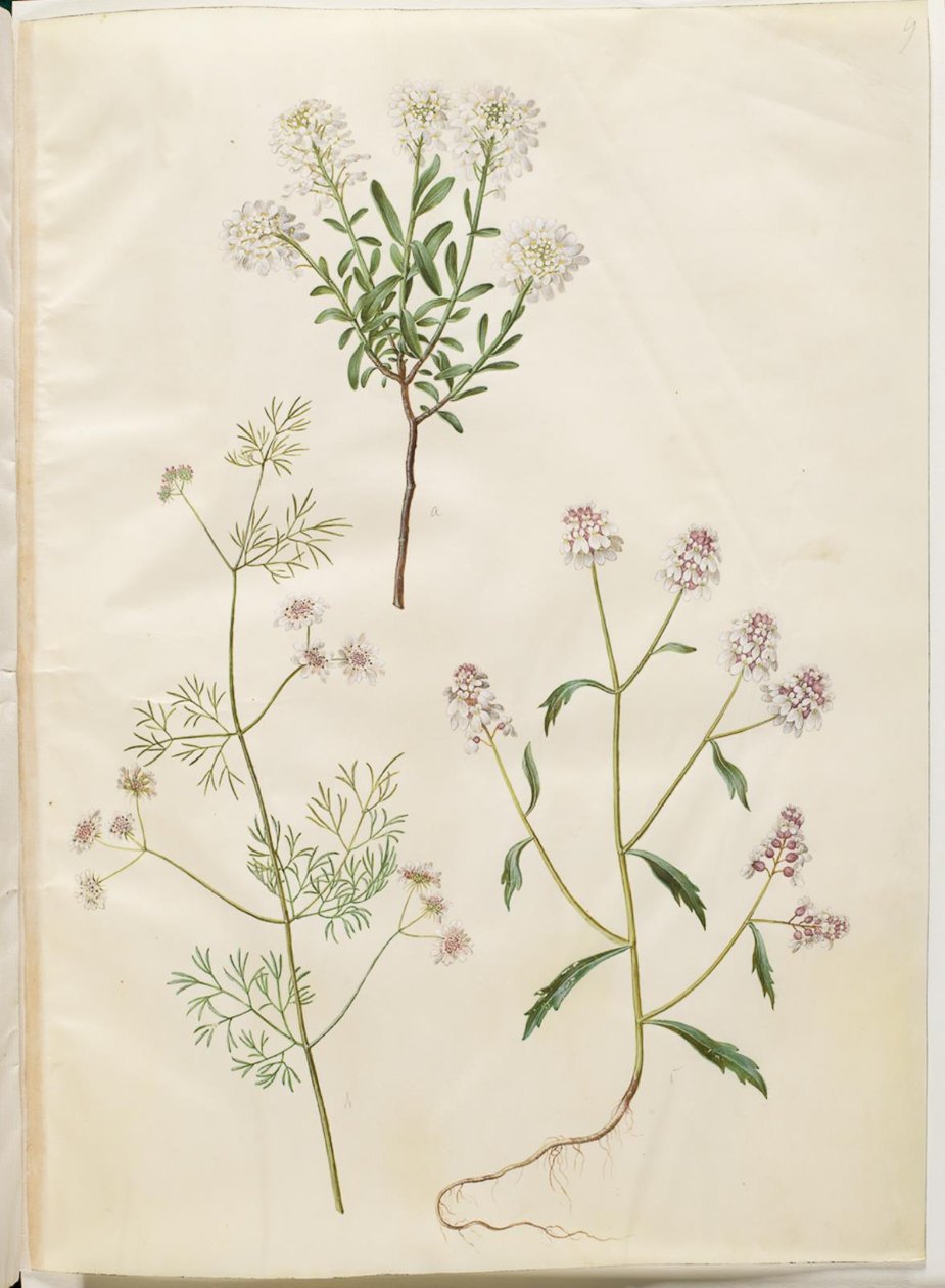 Iberis sempervirens (lumityyny); Coriandrum sativum (tavallinen korianteri); Iberis amara (katkera rusettikukka) tekijältä Hans Simon Holtzbecker