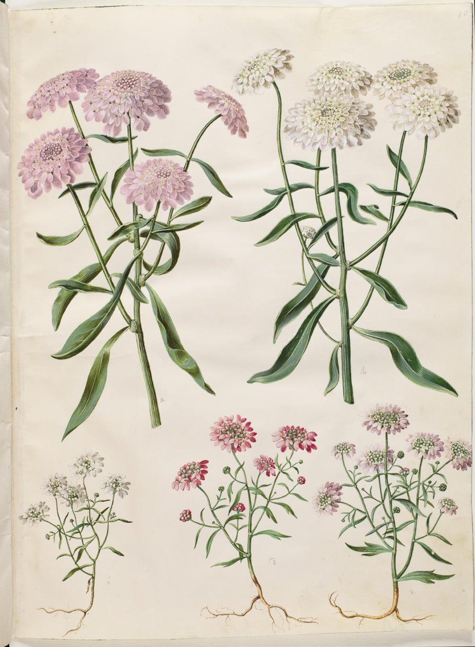 Iberis umbellata (seinäjousikukka); Iberis amara (katkera rusettikukka) tekijältä Hans Simon Holtzbecker