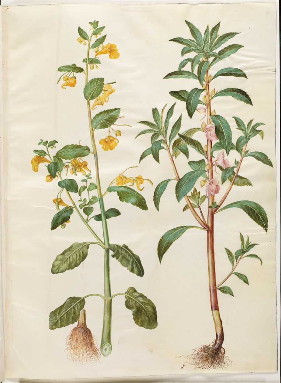 Impatiens noli-tangere (kevätbalsami); Impatiens balsamina (have-balsam) tekijältä Hans Simon Holtzbecker