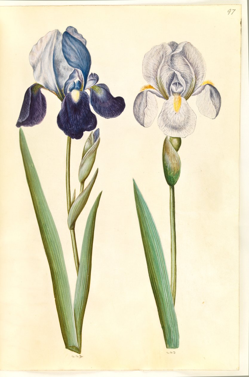 Iris ×germanica tai Iris ×sambucina (?) (puutarhaiiris tai hyllyiiris); Iris × germanica (puutarha iiris) tekijältä Hans Simon Holtzbecker