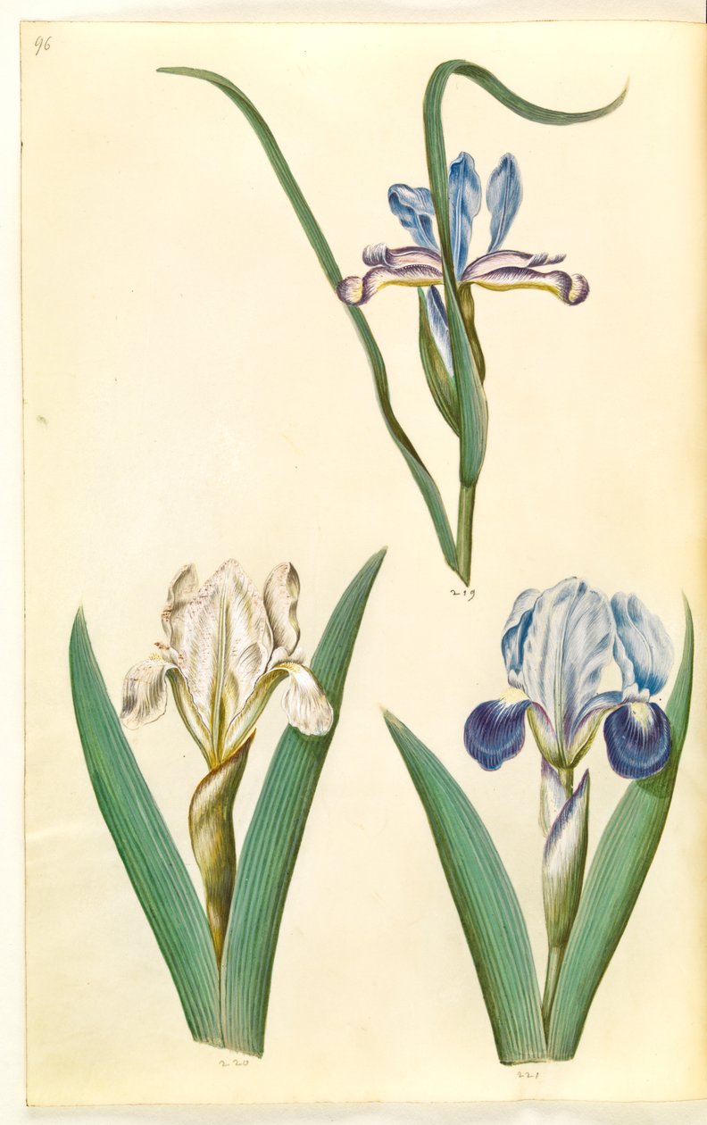 Iris graminea (ruoholehtinen iiris); Iris lutescens tai Iris pumila (?) (kääpiöiiris tai matala iiris) tekijältä Hans Simon Holtzbecker