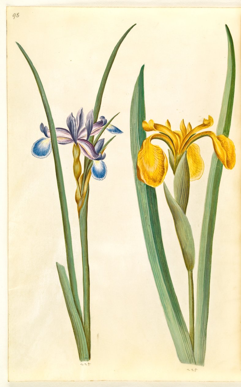 iirisruoho (græsbladet iris); Iris pseudacorus (gul iris) tekijältä Hans Simon Holtzbecker